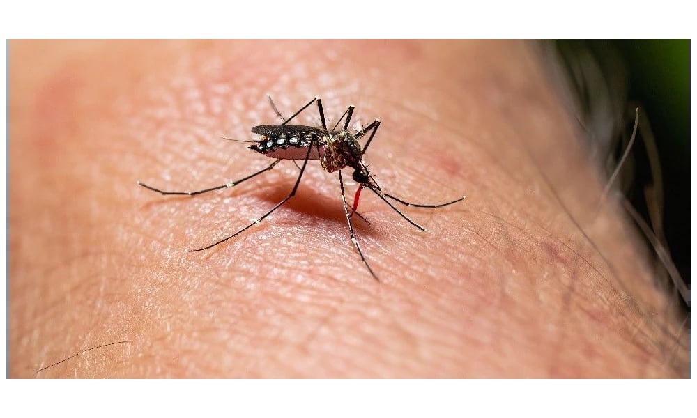 Alerta en Bucaramanga por aumento de casos de dengue